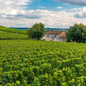 Nuovo piano di estirpazione vigneti a Bordeaux? Servono più dei 18.000 ettari (-15%) quantificati