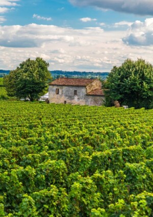 La crisi del vino biologico francese: nel 2025, in calo mercato, vigneti ed aziende