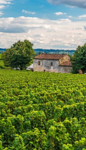 La crisi del vino biologico francese: nel 2025, in calo mercato, vigneti ed aziende