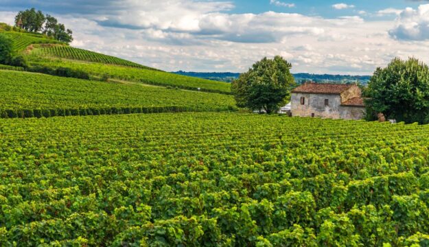 La crisi del vino biologico francese: nel 2025, in calo mercato, vigneti ed aziende