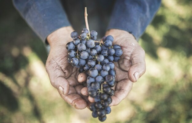 CARNE, CEREALI, CONSUMI, Europa, EXPORT, FRANCIA, Germania, ITALIA, LATTE, MERCATI AGRICOLI, OLIO, PORTOGALLO, SPAGNA, STIME, UE, VENDEMMIA, Mondo