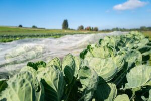 Troppa burocrazia e poca attenzione al prezzo nel mondo del biologico italiano