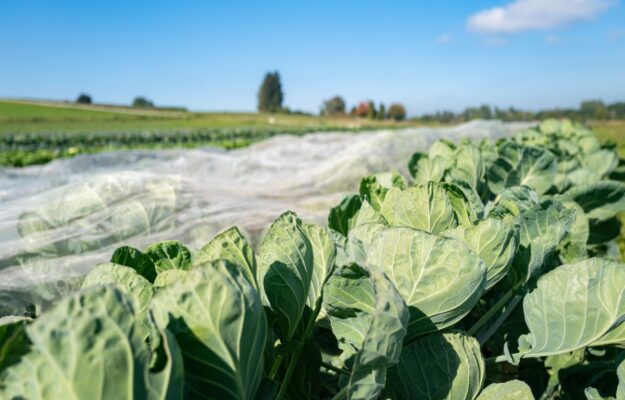 AGRICOLTURA BIOLOGICA, ANABIO, BIODINAMICO, BIOLOGICO, BUROCRAZIA, CIA-AGRICOLTORI, FEDERBIO, GIUSEPPE DE NOIA, LUIGI D'ERAMO, MANIFESTO DEL BIOLOGICO ITALIANO, MARIA GRAZIA MAMMUCCINI, MINISTERO DELL'AGRICOLTURA, PREZZO, Non Solo Vino