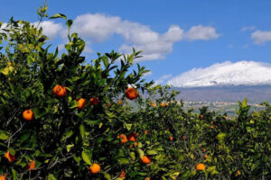 La siccità dimezza la raccolta delle arance in Sicilia, con una perdita di 300 milioni di euro