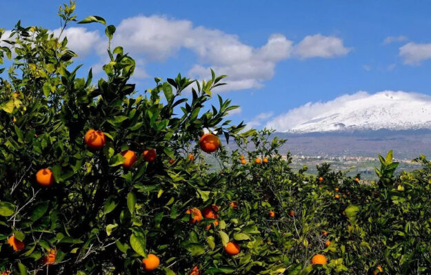 AGRICOLTURA, ARANCE ROSSE, CAMBIAMENTO CLIMATICO, Confagricoltura, SICCITA', SICILIA, Non Solo Vino