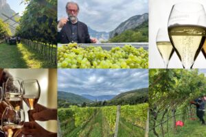 La viticoltura di montagna, il Trentino, il Trentodoc, tra cambiamento climatico e consumi