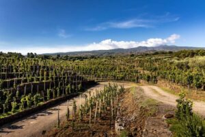 Etna: Bianchista o Rossista?