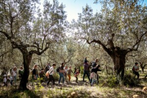 Non c’è olio extravergine di oliva umbro senza dignità per gli olivicoltori: “non è una commodity”