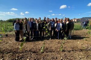 Italy: first field experimentation of Chardonnay vine plants developed with Teas