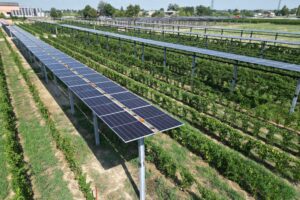 Caviro, un impianto fotovoltaico sopra le vigne, capace di 1,3 milioni di kWh di energia elettrica