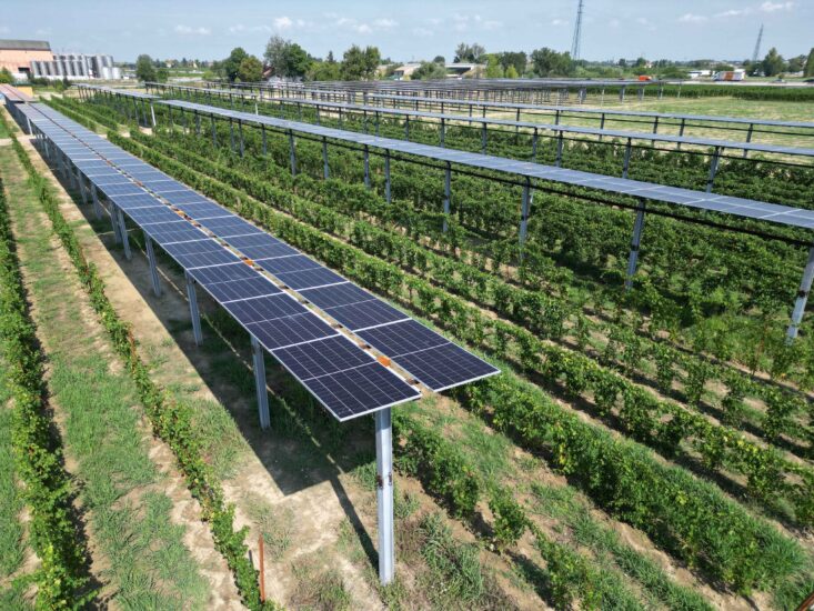Caviro, impianto fotovoltaico sulle vigne, da 1,3 milioni di kWh 