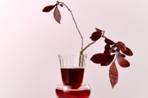 Le “mille sfumature” di sapori dell’autunno, tra vino, tartufo, funghi, olio e foliage: gli eventi