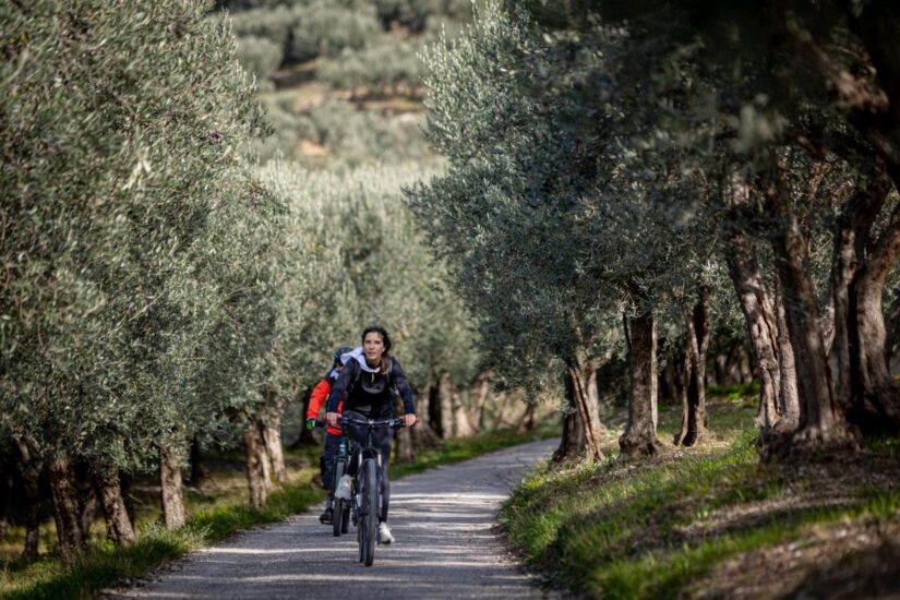 I “Frantoi Aperti in Umbria” e “La Grande Pedalata lungo la Fascia olivata Assisi - Spoleto” celebrano l’“olio novo” (ph: Pier Paolo Metelli)