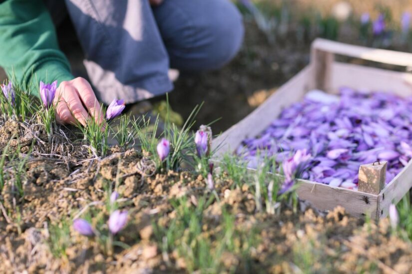 Ottobre è anche il mese della raccolta dello zafferano, a Palazzo di Varignana nei Colli Bolognesi