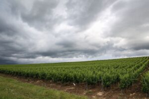 Il “climate change” cambia la viticoltura e “alle Dop serve flessibilità per adattarsi”