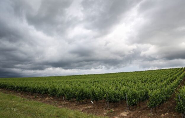 CAMBIAMENTO CLIMATICO, DENOMINAZIONI, EURAC RESEARCH, NATURE COMMUNICATIONS, UNIVERSITÀ CA’ FOSCARI, VITICOLTURA, Italia