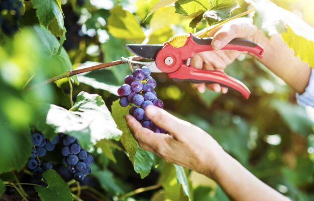 assunzioni, CONTRATTI A BREVE TERMINE, FRANCIA, LAVORATORI STAGIONALI, SEMPLIFICAZIONE, TESA, VENDEMMIA, VINO FRANCESE, Mondo