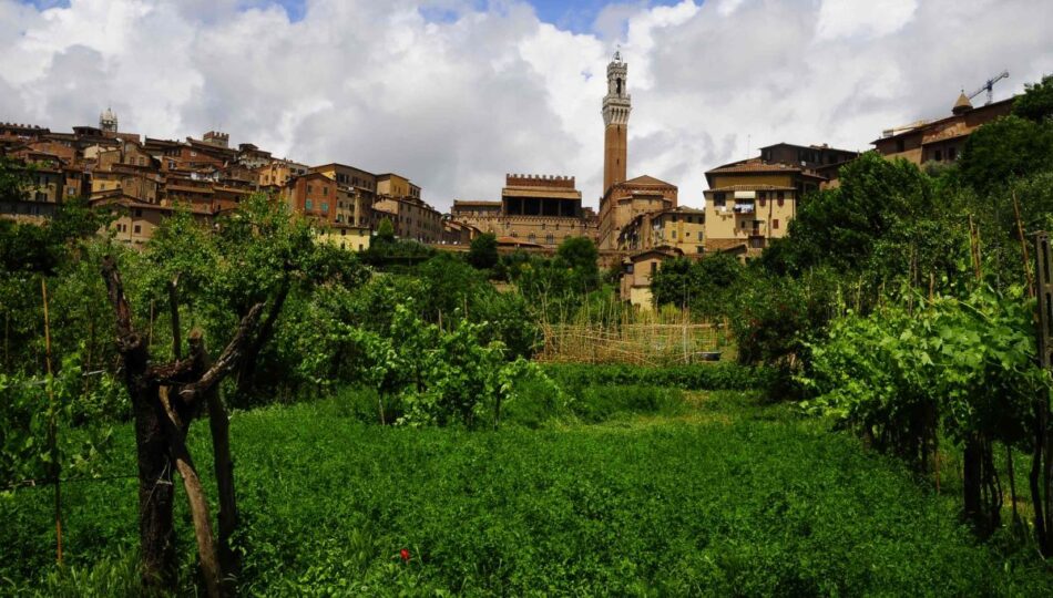 Senarum Vinea a Siena