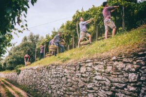 “Volcanic” harvesting: Santorini, Soave and Lessini Durello take stock of the harvest