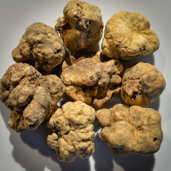 Dalle Langhe ad Acqualagna, entra nel vivo la stagione di raccolta del tartufo bianco italiano 