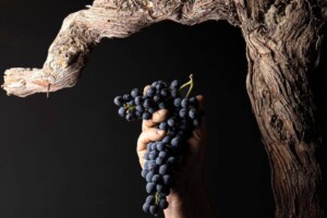 Growing interest in wines from old vines, an expression of the ultimate connection with terroir