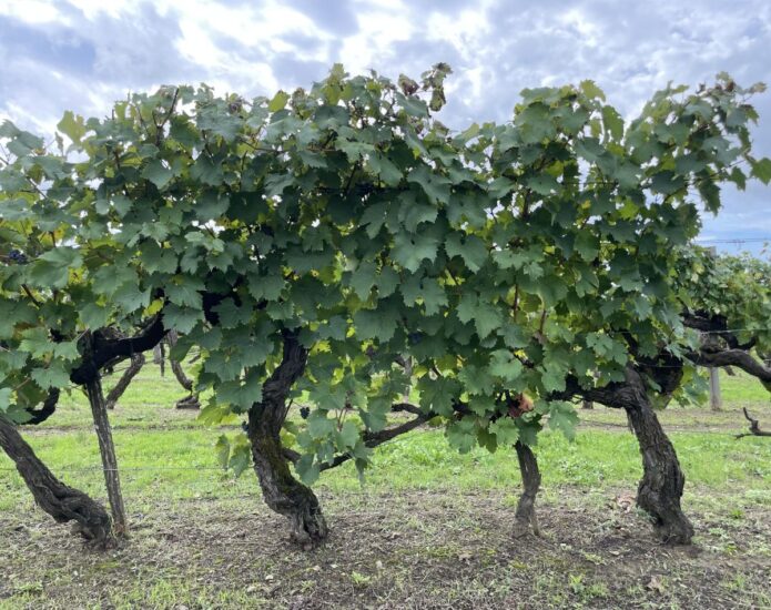 Le vecchie viti a Tenuta Sette Ponti