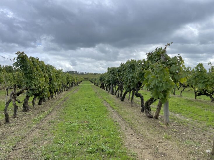 Le vecchie viti a Tenuta Sette Ponti
