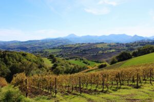 Moncaro, il Tribunale di Ancona mette in fallimento la più grande cantina delle Marche