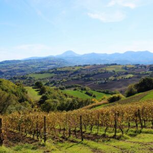 Moncaro, il Tribunale di Ancona mette in fallimento la più grande cantina delle Marche