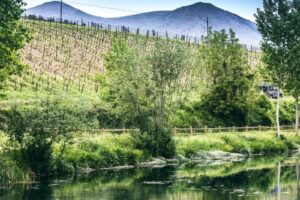 I vini dei Parchi Naturali, che nascono nei territori protetti più biodiversi e “delicati” d’Italia