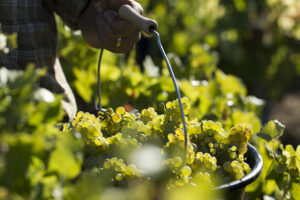 Il maltempo fa crollare le stime della vendemmia 2024 in Francia: -22% sul 2023