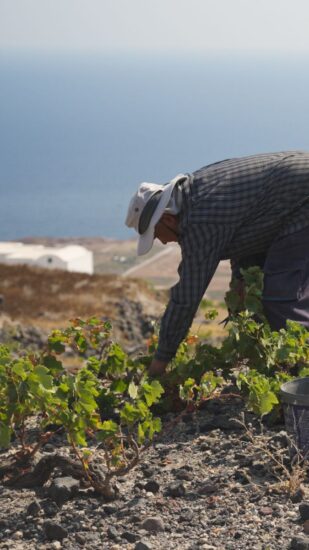 La vendemmia a Santorini 