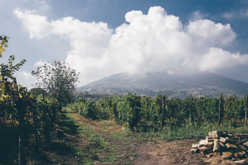 Il Lacryma Christi e l’uva Catalanesca, sono il simbolo del Parco del Vesuvio (ph: Cantine Olivella)
