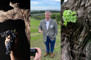 Tra bellezza, storia, genetica, complessità del vino: il valore inestimabile delle vecchie vigne