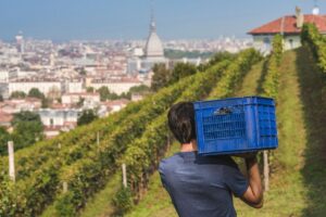 Da Parigi a New York, da Torino a Firenze, arriva la prima “Giornata Mondiale dei Vigneti Urbani”