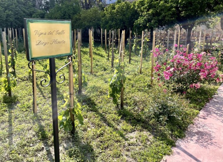 Vigna del Gallo-Diego Planeta a Palermo