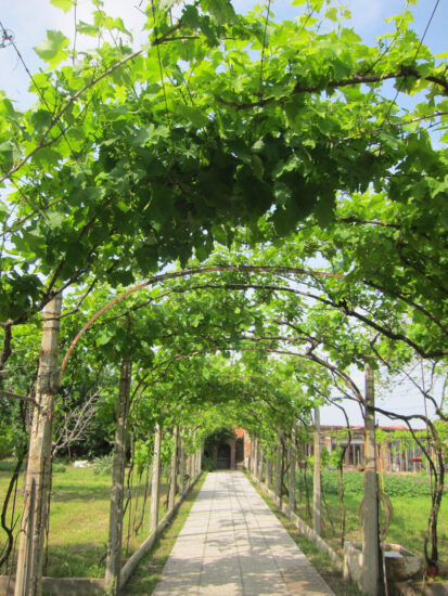 Laguna nel Bicchiere (Le Vigne ritrovate) a Venezia