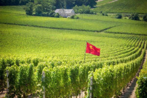 L’attrazione fatale svanisce: dopo il “boom”, gli investitori cinesi in fuga da Bordeaux e dal vino
