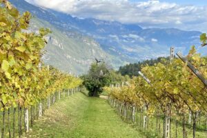 Il Monte Baldo e un nuovo modello di espansione della viticoltura in altitudine in risposta al clima