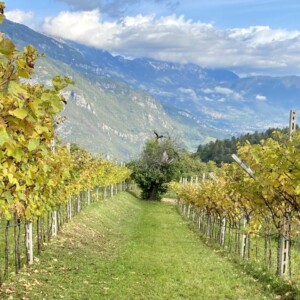 Il Monte Baldo e un nuovo modello di espansione della viticoltura in altitudine in risposta al clima