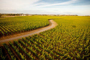 La Nuova Zelanda punta ad aumentare la redditività della produzione di vino di 22 dollari per ettaro