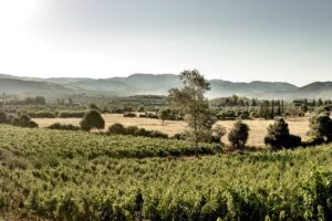 Pala, icona di Sardegna, passa a Tolaini, gemma del Chianti Classico. Nel segno della continuità