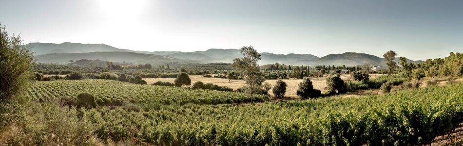 I vigneti di Pala, in Sardegna