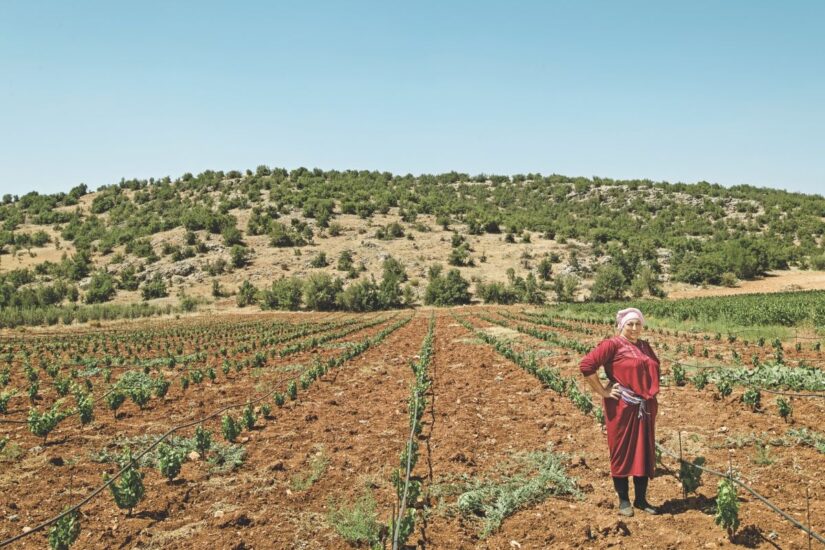 Talal Madi, ceo Château Ixsir, a WineNews: “forti e resistenti come le nostre vigne” (ph: Facebook)