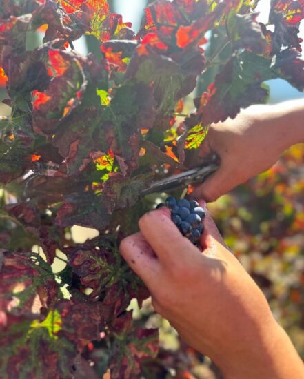 Talal Madi, ceo Château Ixsir, a WineNews: “forti e resistenti come le nostre vigne” (ph: Facebook)