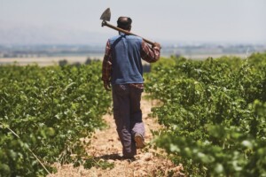 Libano, i vignerons: “siamo forti e resistenti come le nostre vigne, per questo qui il vino è buono”