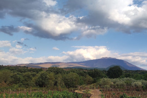 I Quaderni di WineNews - L'Etna