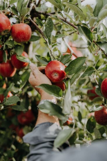 La regione di Lana dedica un programma di esperienze per imparare tante curiosità sulle mele