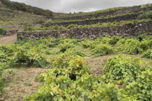 Pantelleria ed il suo futuro legato al vino, nei 10 anni della “vite ad alberello” patrimonio Unesco
