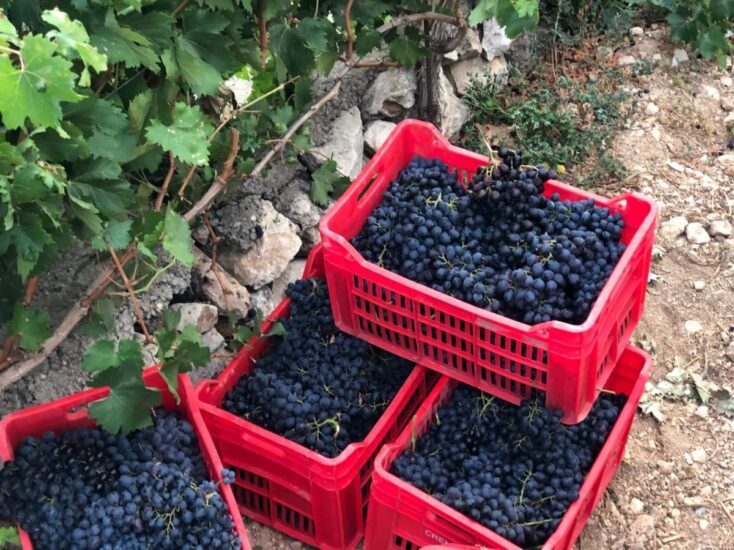 Le immagini della vendemmia inviate, a WineNews, da Cremisan, tra Israele e Palestina